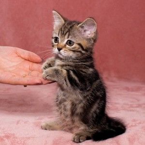 Meet your Posher, Penny